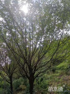 22公分日本晚樱