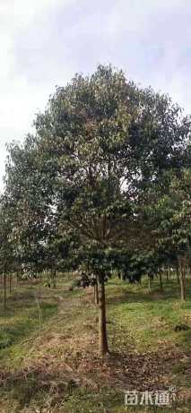 11公分大叶女贞