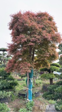 高度400厘米羽毛枫