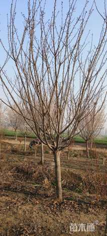 10公分日本晚樱