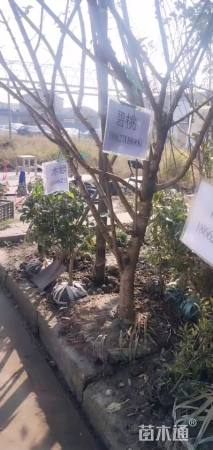 高度400厘米木绣球