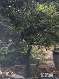 高度3000厘米黄杨