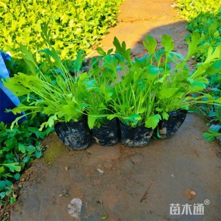 高度22厘米冰岛虞美人