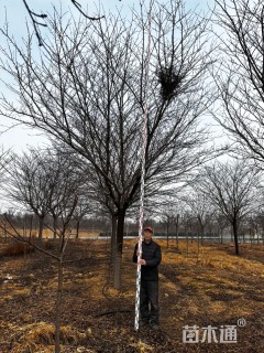 20公分染井吉野樱