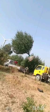 15公分八棱海棠