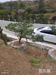 高度100厘米金叶五针松