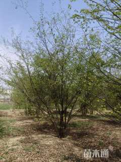 40公分(6杆)丛生榉树
