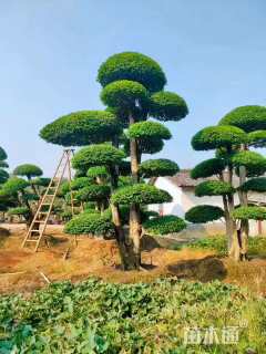 40公分造型榆树