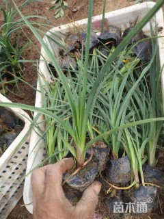 高度15厘米金娃娃萱草