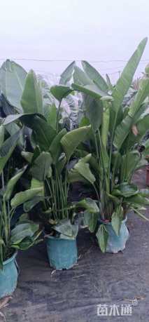 高度120厘米天堂鸟