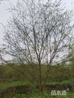 30公分(4杆)丛生朴树