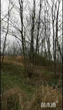 60公分丛生乌桕