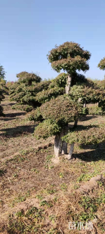 12公分对节白蜡