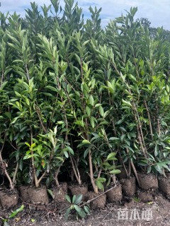 高度150厘米法国冬青