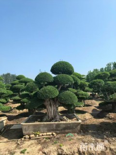 30公分造型对节白蜡