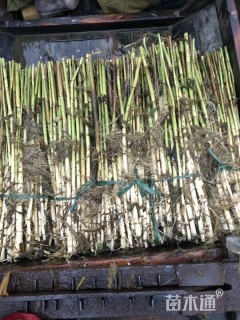 高度40厘米芦苇