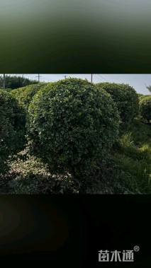 冠幅80厘米金边黄杨球