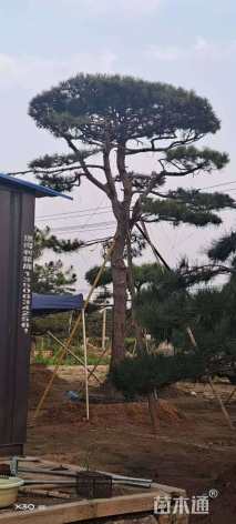 27公分造型油松