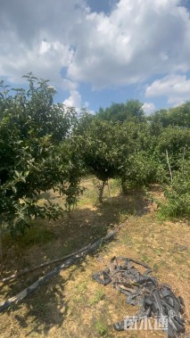 高度250厘米木本绣球