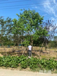 40公分丛生乌桕