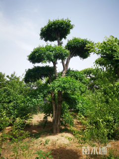 42公分对节白蜡