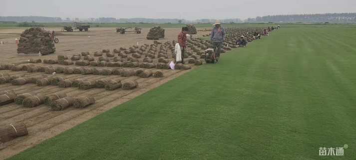 50公分丛生榉树