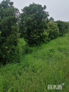 冠幅1000厘米杨梅球