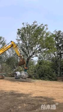 40公分丛生朴树