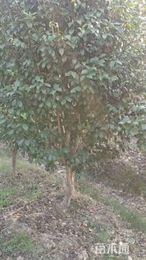 高度250厘米茶花