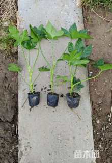 高度30厘米八角金盘