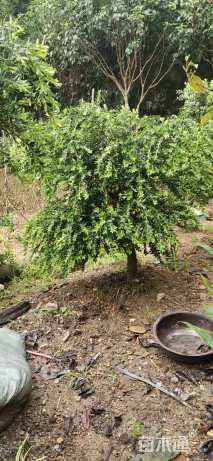 高度180厘米小叶黄杨