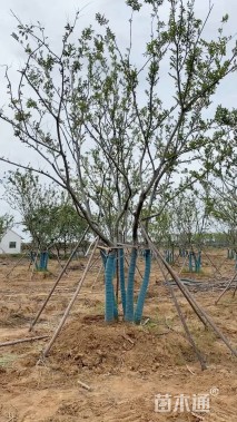 45公分丛生朴树