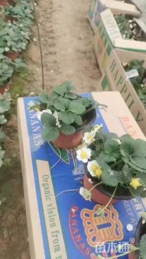 高度16厘米红颜草莓