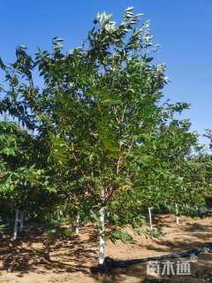 18公分红粉佳人樱