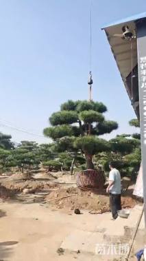 高度350厘米黑松