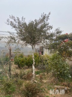 高度100厘米黄杨