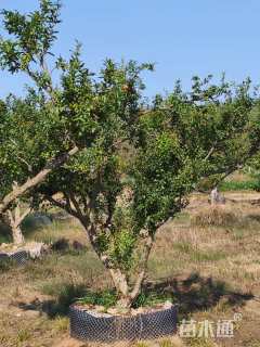 20公分造型石榴