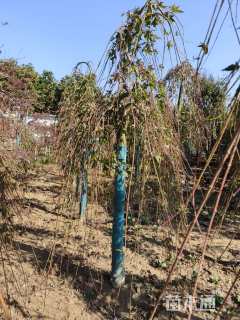 高度300厘米羽毛枫