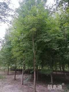 12公分美国红枫