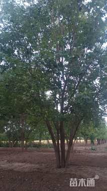 高度700厘米丛生五角枫