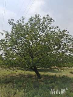 20公分造型山杏