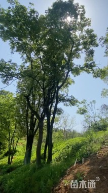 15公分(4杆)丛生朴树