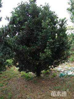 15公分造型罗汉松