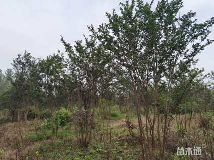 高度300厘米丛生紫薇