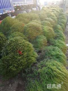 冠幅100厘米桧柏球
