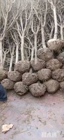 高度150厘米石榴