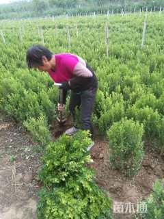 高度40厘米小叶黄杨