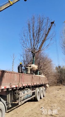 25公分染井吉野樱