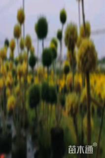 高度200厘米金姬小蜡