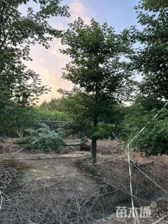 20公分大腹木棉